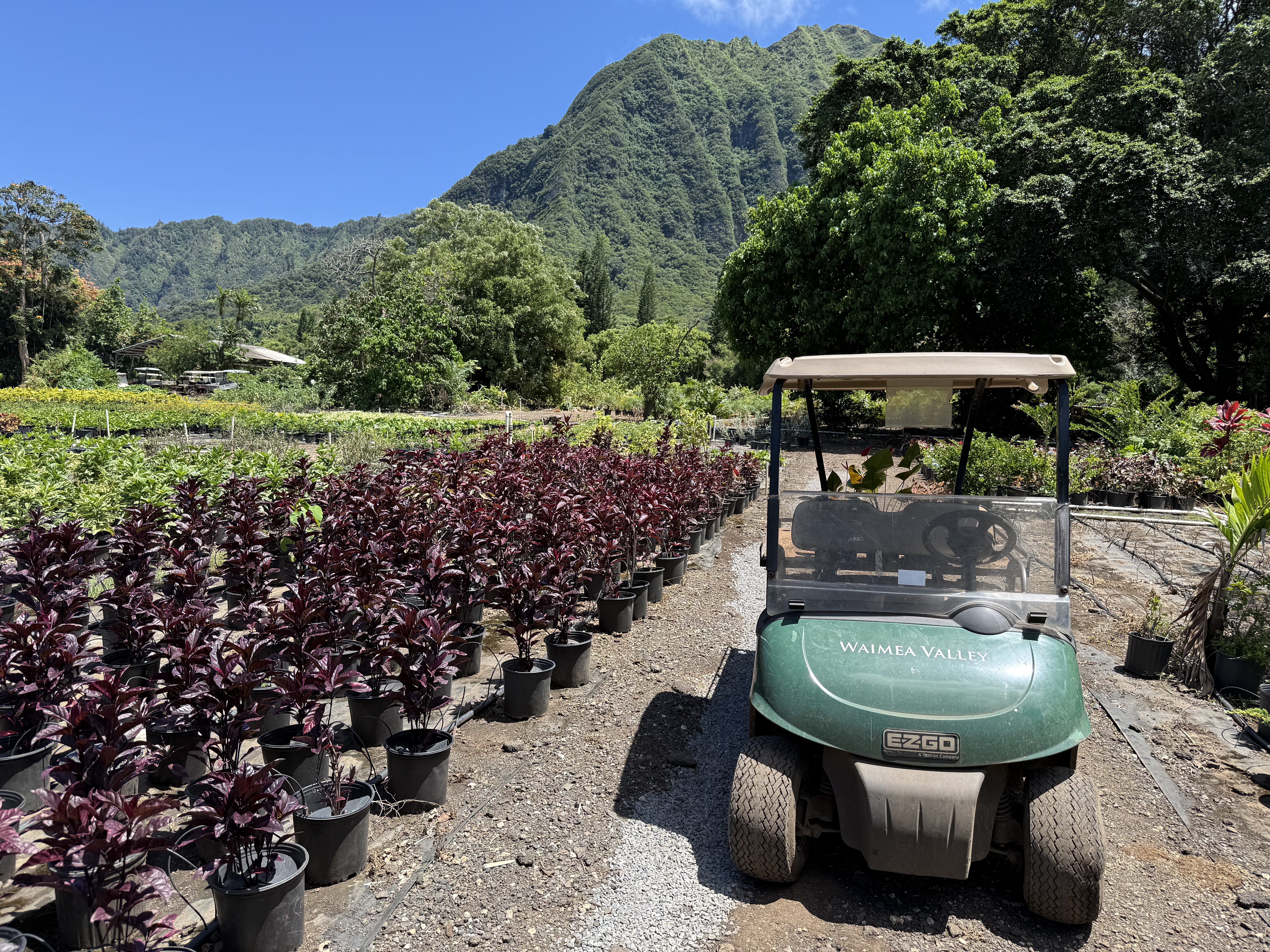 Enjoy Riding around Koba Nursery