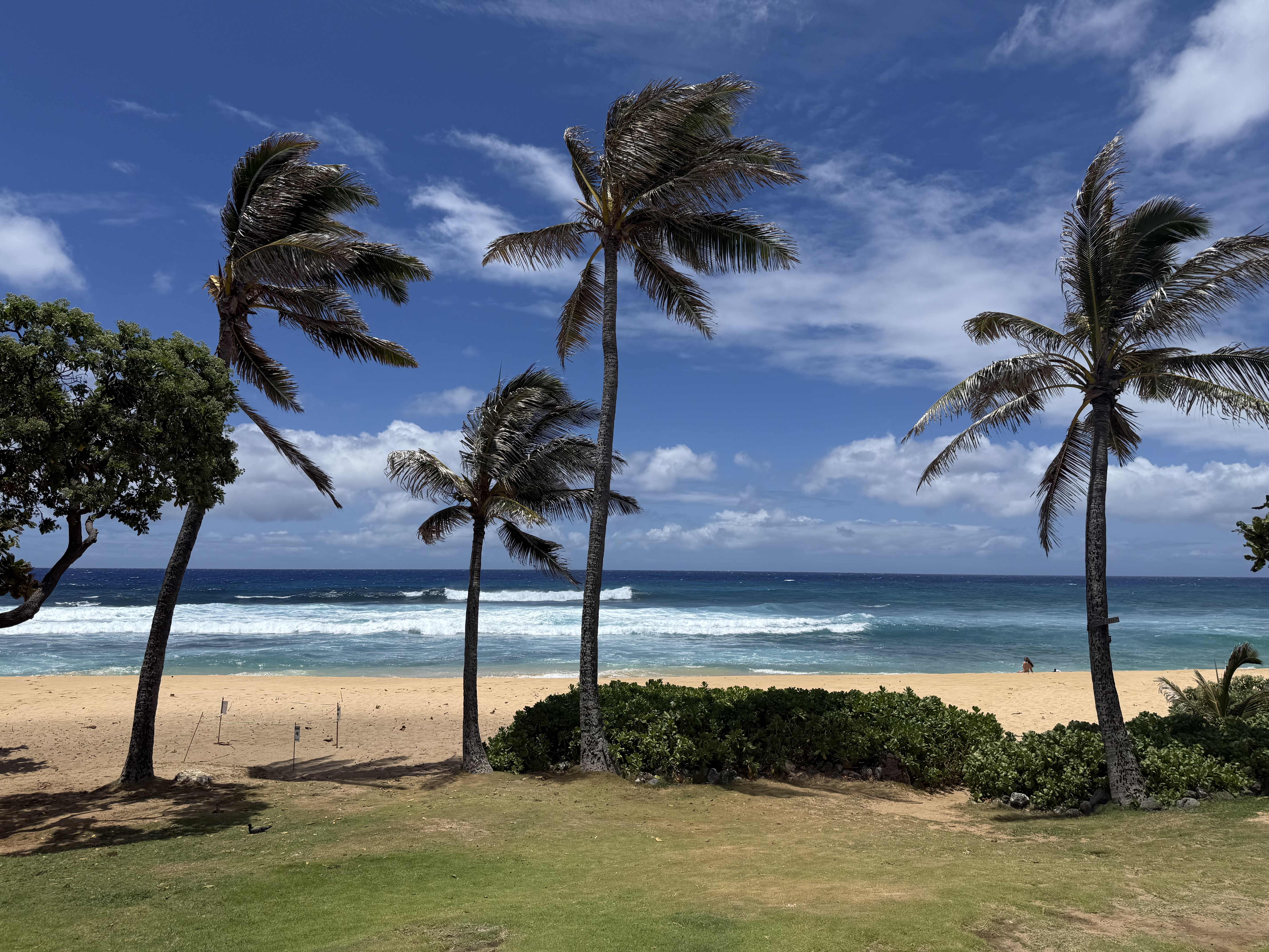 Enjoy Sandys!